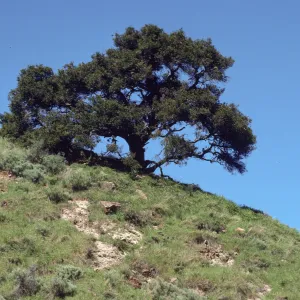Santa Cruz Island, oak
