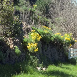 Santa Cruz Island