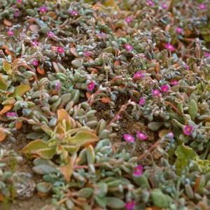 Mesembryanthemum, Anacapa Island, Calandrinia maritima in bloom