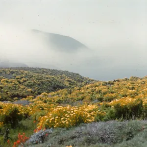 Coreopsis gigantea on Anacapa Island