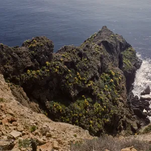 A downward view of a cliff that juts out into the ocean. The dark stone of the cliff is dotted with yellow flowers and bright green moss. 
