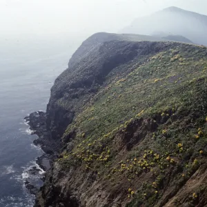 A line of cliffs dotted with yellow flowers and bright green moss above a rocky ocean shore. Cliffs in the distance are partially obscured by fog.