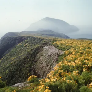 A line of cliffs curves off into the distance, with further cliffs in the partially obscured by fog. The top of the cliffs in the foreground are covered with yellow flowering plants.