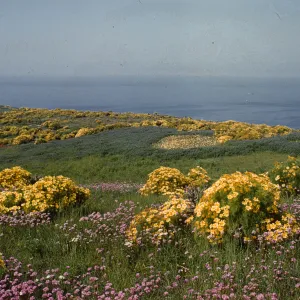 A grassy field heavily dotted with yellow flowering bushes. Lines of pink wildflowers wind through the foreground, and the ocean is visible in the distance.  
