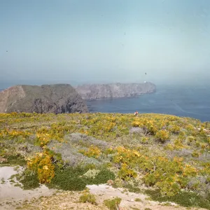 A sandy colored clifftop dotted with yellow flowers. In the background, a line of cliffs extends into the ocean.