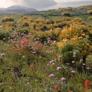 A grassy field on a flat clifftop dotted with orange and pink flowers and yellow flowering bushes. More cliffs are partially obscured by fig in the background. 