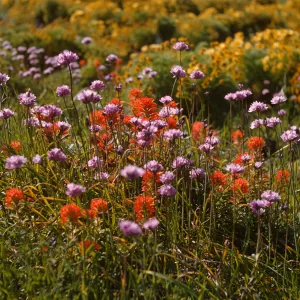 A mix of pink and orange cluster flowers in a sunny field. Many yellow flowering bushes are visible in the background.  
