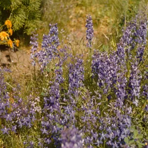 A group of small, lavender colored flowers growing in cone shaped clusters. A small group of yellow flowers emerge from some foliage to the side of the purple flowers.  