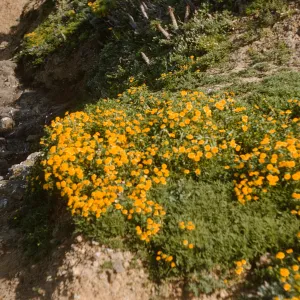 A large group of yellow flowers grows out of a patch of greenery at the edge of a small, rocky gully. 