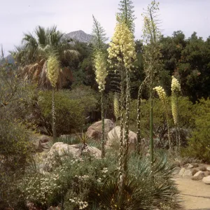 Several tall-stemmed plants topped with cones of off-white flowers arise out of cluster of spiky plants and white flowers at the edge of a gravel path lines with stones winding through a landscape of trees and bushes. 