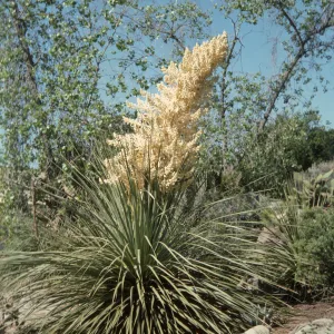 A large plant with spiky leaves and a giant cluster of off-white flowers. Next to the plant among a cluster of stones is a small sign that reads 'Please Stay on the Path" in yellow lettering.