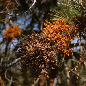 Two dense clusters of knobby, fungal-like plant growths, one bright orange and one a faded brown, sprout from a pine branch. Numerous other orange clusters are visible on branches in the background.