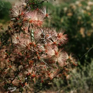 A cluster of flowers consisting of red cores surrounded by white and red stamen grow on the end of several thin, woody stems. 