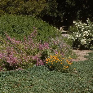 A large bush laden with white flowers, a large bush covered in upward-reaching spikes of pink flowers, and a small bush of cup-shaped, bright-yellow flowers grow at the edge of a shady forest.