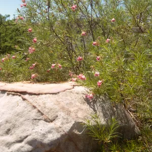 A bush of long branches with long, narrow leaves and pink flowers grow behind and around a large, tan boulder. 