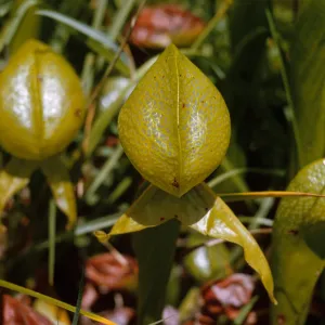 A close up of 3 veiny, yellow-green, pitcher-shaped leaves among narrow grasses.