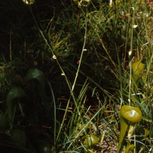 Several green, glossy, pitcher shaped leaves grow among narrow grasses. Two green seeds in the middle of curling, green leaves grow on tall stems high above the other grasses.