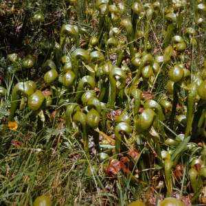 A large cluster of glossy, olive-colored, pitcher-shaped plants grows among thin, narrow grasses. 