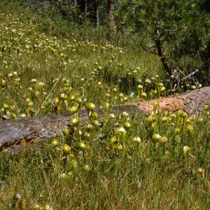 A plethora of glossy, olive-green, pitcher shaped plants grow around a fallen tree in a field beside evergreen trees.