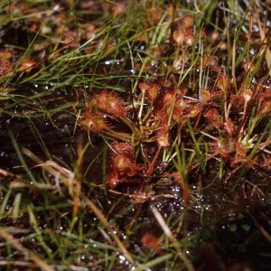 A cluster of plants with flat, round leaves covered in tiny, red stems grow among narrow grasses in muddy ground. 