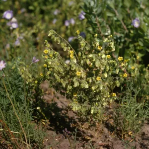 A plant consisting of a bundle of delicate stems laden with bell-like leaves that are beginning to bloom into yellow flowers. The plant grows among several lavender-colored flowers.