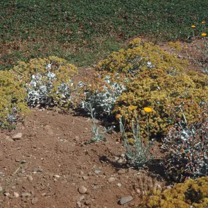 Several low bushes with white leaves and stems ending in round clusters of tiny yellow flowers grow at the edge of a feild of dark green and dull red grass-height plants. 