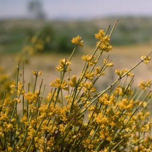 A cluster the terminal ends of many thin, light green stems covered in clusters of tiny yellow flowers at regular intervals along the stems. 