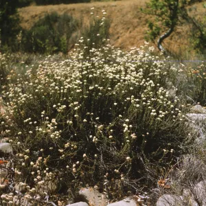 A bush consisting of many upward-facing stems covered in tiny, dark green leaves and ending in round clusters of tiny white flowers grows among many scattered, smooth stones. 