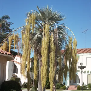 A tall fan palm tree with several limbs of huge, drooping, clusters of yellowish flowers grows in a neat yard next to a paved road and several stark white, red shingled buildings. A street sign reading "Natoma Ave. 200" stands next to the tree. 
