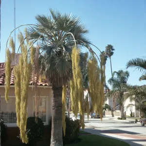 A tall fan palm with several limbs of huge, drooping, clusters of yellowish flowers grows in a small, neat yard next to a single-storied, red shingled building bordered by round bushes. A paved road with two old model cars parked on it runs past the building. 
