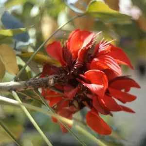 A cluster of red flowers with oblong, center-creased petals and many maroon stamen grows at the end of a woody stem among several pale green leaves. 