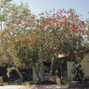 A pale-barked, split-trunk tree sporting many clusters of bright red flowers grows in front of an off-white, red-shingled building. 