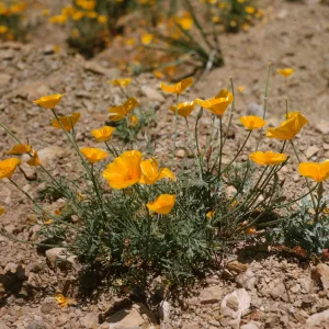 A cluster of small, bright yellow, cup-shaped flowers grow on delicate green stems in arid soil. 