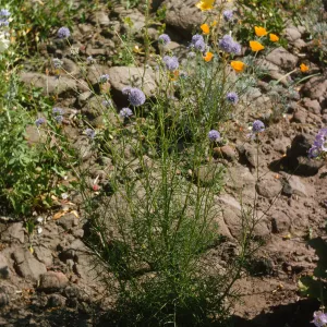 A plant with many tangled, delicate green stems topped with round, lavender-colored, puffball flowers grows in rocky ground near yellow buttercups.