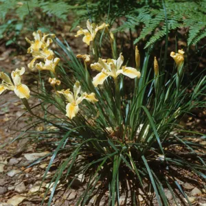 A plant, with long, narrow leaves and wrinkly, four-petaled, yellow flowers. The yellow color of the flowers is most vibrant in a stripe down the center of each long petal, fading toward the petal's edges.