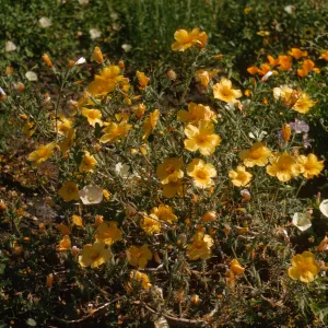 A cluster of bright yellow flowers with five, round petals grow among green grasses and smaller, white flowers with fused petals. 