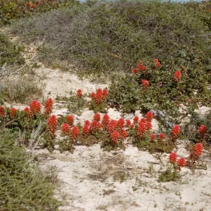 A rough line of red, conical flower clusters grow across a sandy gap between patches of dune grasses. 