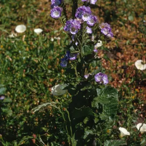 A plant with rough-edged, wrinkly leaves sporting several round flowers that are white at the center and purple at the edges grows tall above nearby low grasses and small, white flowers with fused petals.