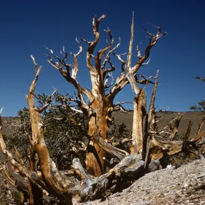 A gnarled, leafless tree grows on a barren slope. 