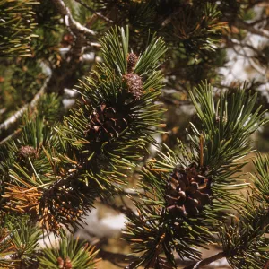 Short, narrow pine leaves grow conically around the ends of several branches. Small cones grow between the leaves.