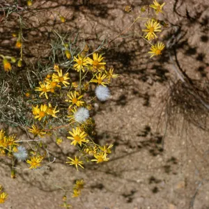 Narrow-petaled yellow flowers grow on delicate branches with narrow, grass-like leaves. Three dandelion-like white puffballs grow among the flowers. 