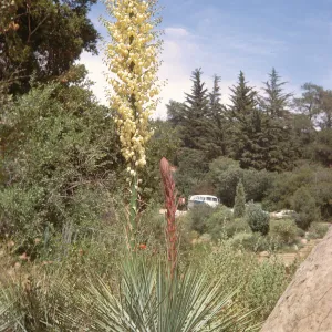 Two plants, one tall and one shorter, each consisting of a single, thick stalk emerging from the center of a radial of narrow, stiff, pointed leaves. The stalk of the taller plant forms the center of a huge cluster of white flowers, and the stalk of the shorter plant is covered in pink spines. 