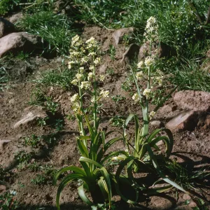 Two plants with long, green leaves and small clusters of white flowers with pointed petals on vertical stalks grow in dark soil near a tangle of bushes. 