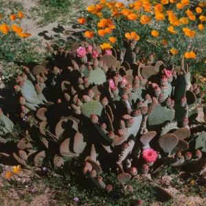 A cactus with many round flat lobes surrounded with yellow-orange, cup shaped flowers. Several round, bright pink flowers bloom on the edges for the cactus. 