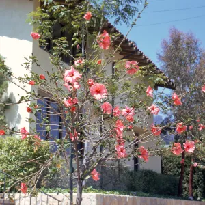A narrow tree with sparse leaf coverage and several round, salmon-pink hibiscus flowers grows in front of a white stucco building. 