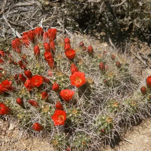 Echinocereus mojavensis