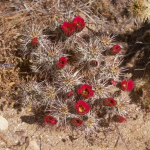Several deep, red flowers with yellow centers bloom from the tops of a short, multi-lobed cactus completely covered in long spines.