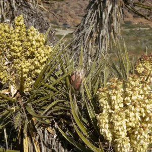 Two huge masses consisting of multiple clusters of off-white flowers grow each grow from the center of a rosette of long, stiff aloe-like leaves. 