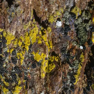 Yellow, orange, and black lichens grow on fractured, brown rock.