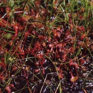 Many spoon-shaped leaves covered in glimmering, red hairs grow between bright green grasses in muddy ground.